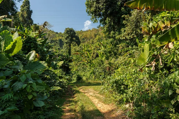 Chemin Terre Dans Jungle Feuillage Vert Luxuriant Sur Les Côtés — Photo