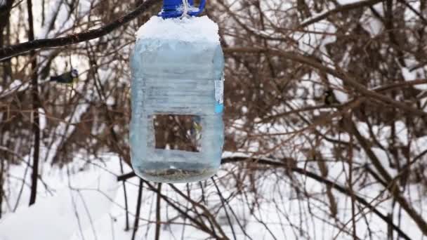Eurasian Blue Tit Feeder Bird Feeder Plastic Bottle Feeding Birds — Stock Video