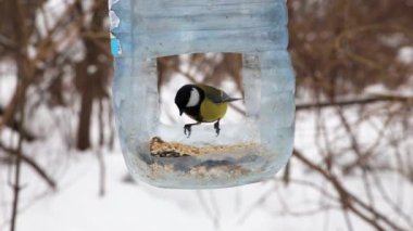 Great tit. birds flying near the feeder. The feeder is made from a plastic bottle. Feeding birds in winter.