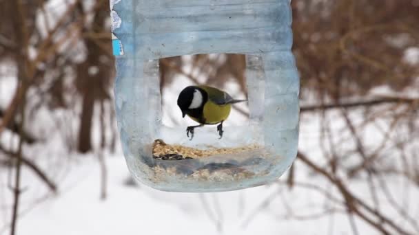 Great Tit Birds Flying Feeder Feeder Made Plastic Bottle Feeding — Wideo stockowe