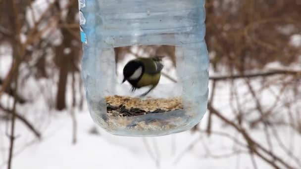Great tit in the feeder — Stock Video