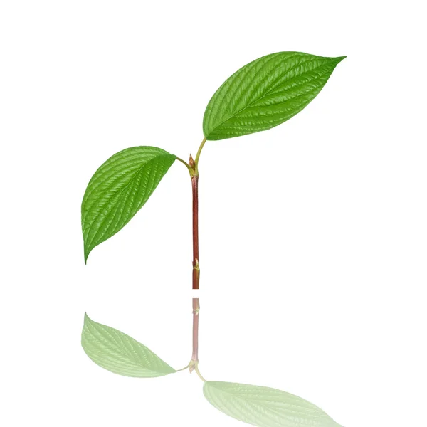 Zwei grüne Blätter — Stockfoto