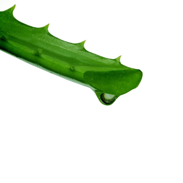 Hoja de aloe vera — Foto de Stock