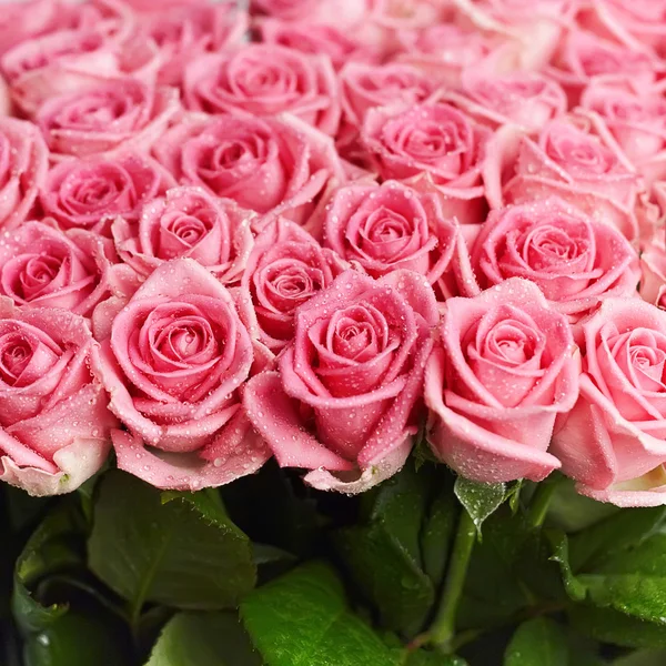 Pink natural roses — Stock Photo, Image