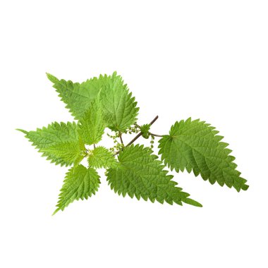 ısırgan otu yaprakları