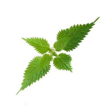 ısırgan otu yaprakları