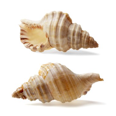 seashell isolated clipart