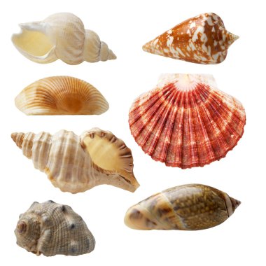 Seashell collection clipart