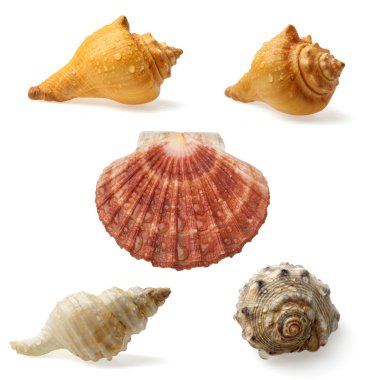 Deniz kabuğu toplama