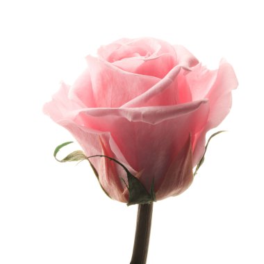 Gül kadar güzel yakın