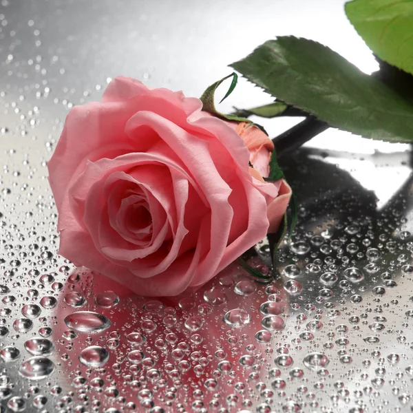 Rosa su sfondo bagnato — Foto Stock