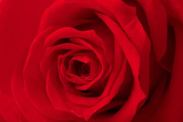 Vacker närbild rose — Stockfoto