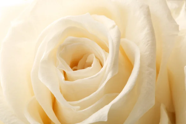 Mooie close-up rose — Stockfoto