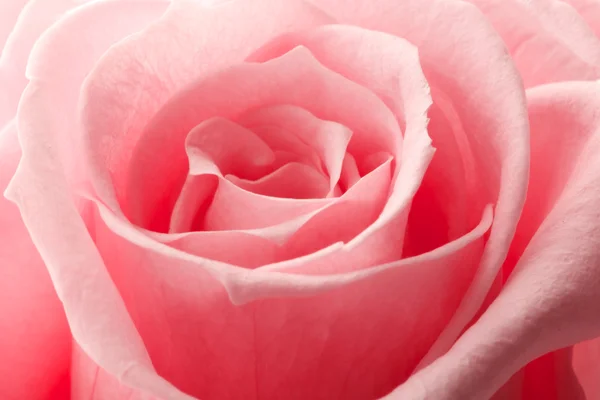 Piękne bliska róża — Zdjęcie stockowe