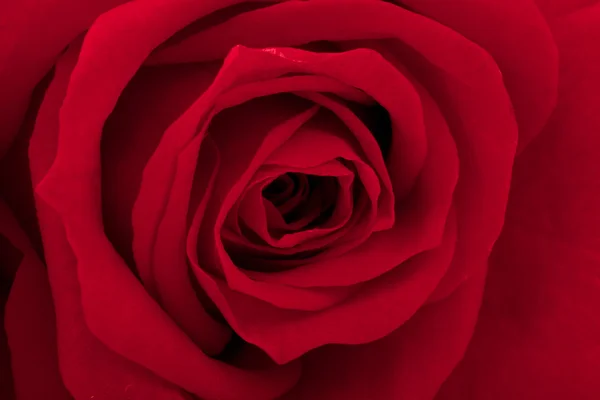 Vacker närbild rose — Stockfoto