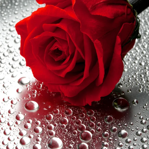 Beautiful close up rose — Stock Photo, Image
