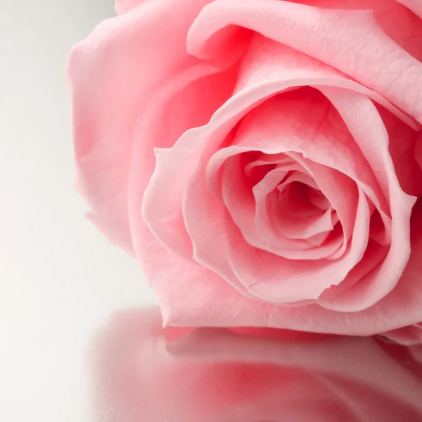 Mooie close-up rose — Stockfoto