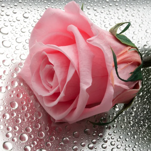 Красивая крупная роза — стоковое фото