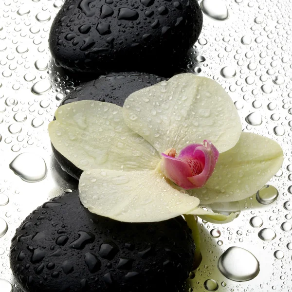 White orchid with zen stones — Stock Photo, Image