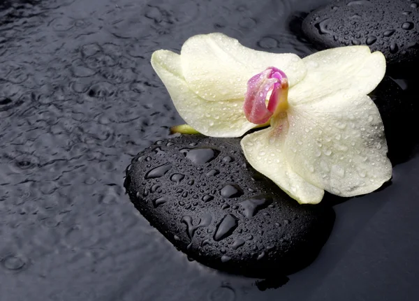 Orchidée blanche avec pierres zen — Photo