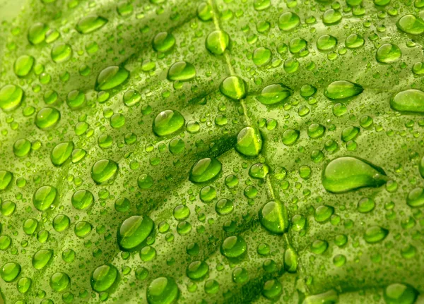 물방울달린 푸른 잎 — 스톡 사진
