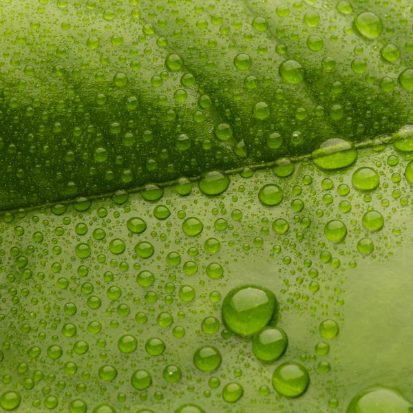 Hoja verde con gotas — Foto de Stock