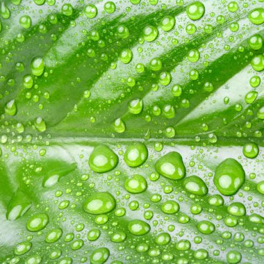 Yeşil yaprak ve su damlaları 