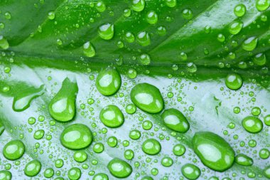 Yeşil yaprak ve su damlaları 