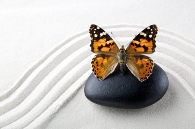 Zen stone ile kelebek 