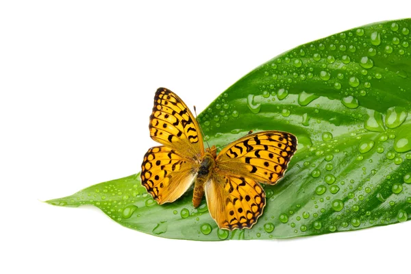 Farfalla su foglia con gocce d'acqua — Foto Stock