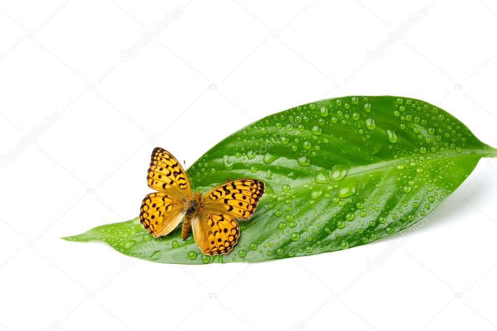 Butterfly on leaf with water drops