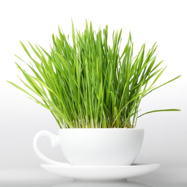 fincan izole beyaz zemin üzerine yeşil çim. çiğ gıda concep