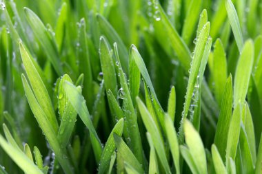 taze kalın çim portre