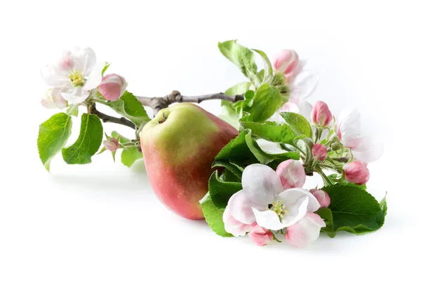 Jablko květiny a zralá červená jablka na bílém pozadí — Stock fotografie