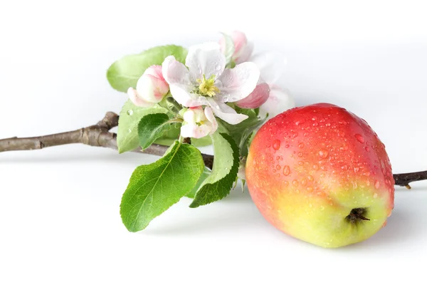 Flores de manzana y manzanas rojas maduras sobre un fondo blanco — Foto de Stock