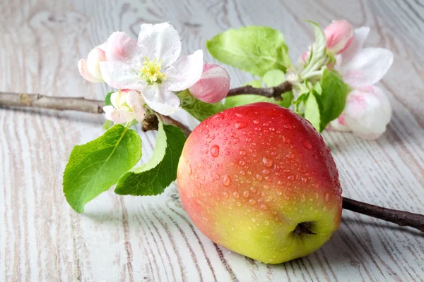 Flores de manzana y manzanas rojas maduras sobre un fondo de madera — Foto de Stock