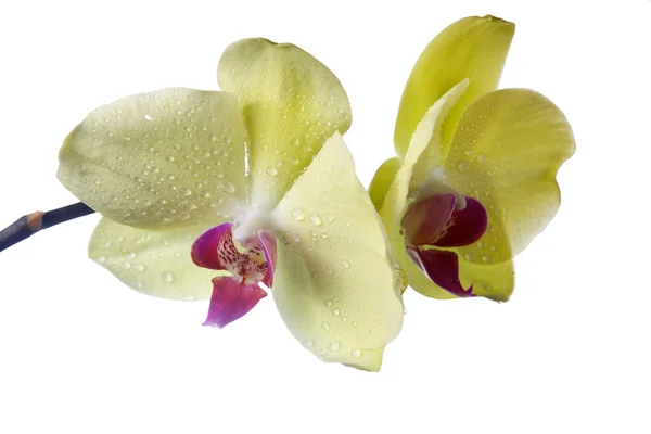 Orchidée isolée ob blanc — Photo