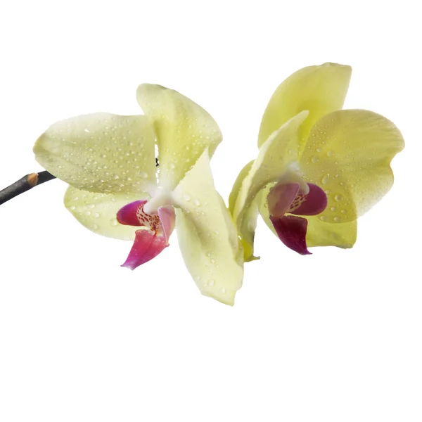 Орхидея изолирована от белого — стоковое фото