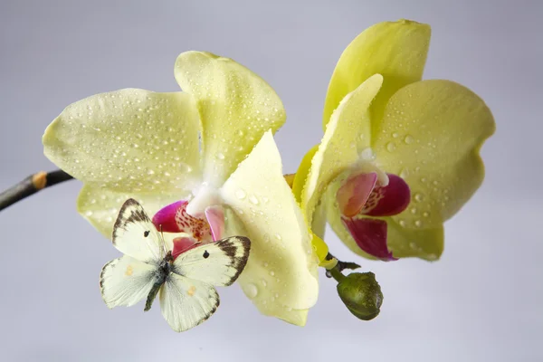 Орхидея с бабочкой — стоковое фото