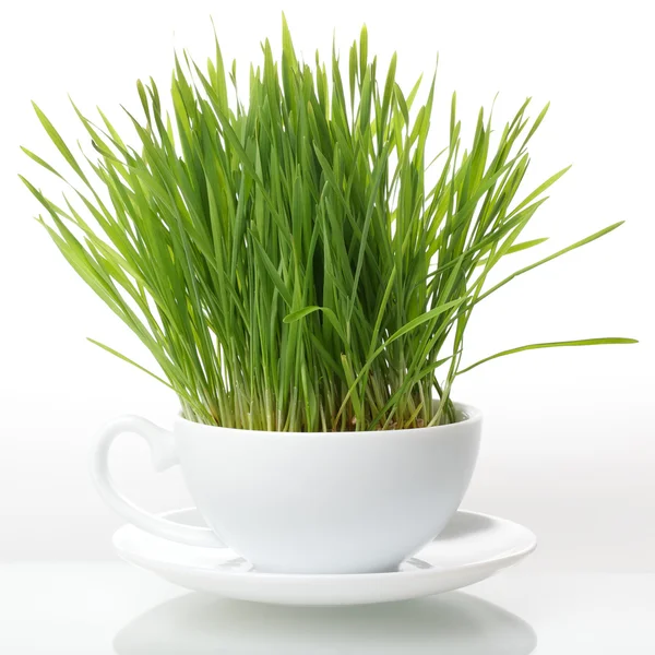 Зелена трава в чашці ізольована на білому тлі. Концепція сирої їжі — стокове фото