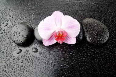 zen taş ıslak siyah arka plan üzerine olan mor orkide 