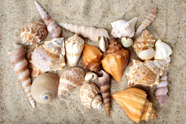 Conchas marinas sobre arena. Fondo de playa de verano . — Foto de Stock