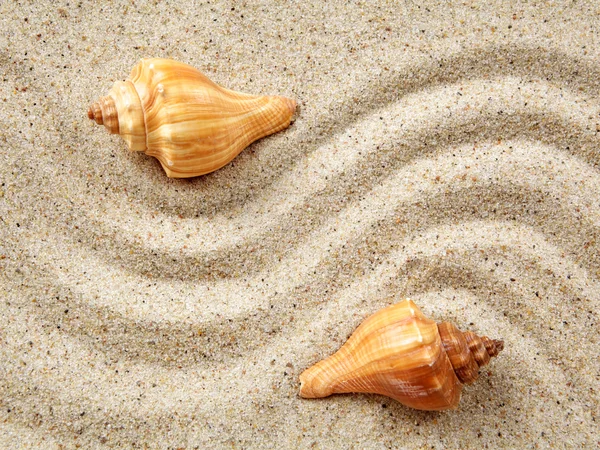 Conchas marinas sobre arena. Fondo de playa de verano . — Foto de Stock