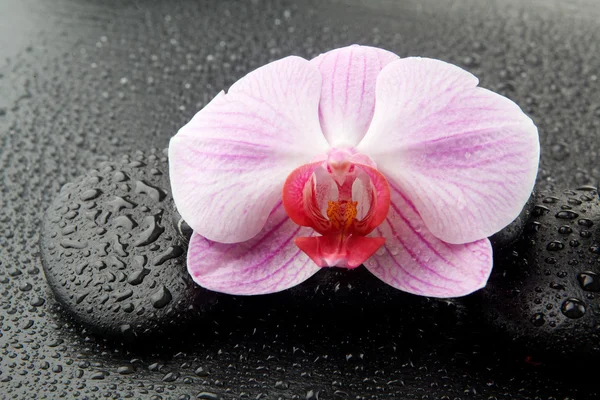 Paarse orchid met zen stenen op natte zwarte achtergrond — Stockfoto