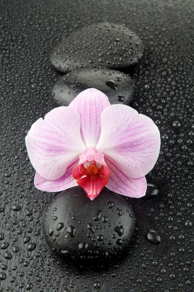 Orchidée pourpre avec des pierres zen sur fond noir humide — Photo