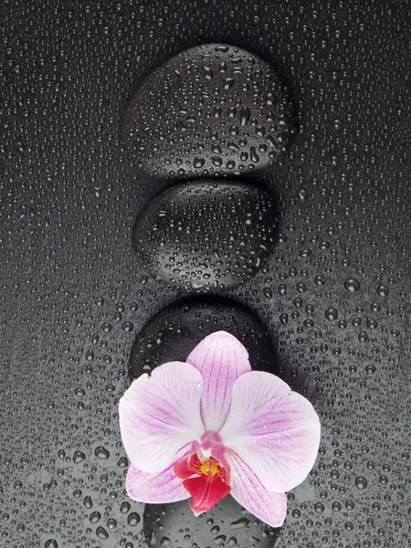 Orquídea púrpura con piedras zen sobre fondo negro húmedo — Foto de Stock