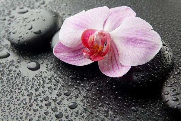 Paarse orchid met zen stenen op natte zwarte achtergrond — Stockfoto