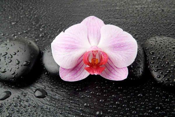 Orquídea púrpura con piedras zen sobre fondo negro húmedo — Foto de Stock