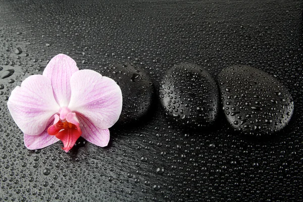 Paarse orchid met zen stenen op natte zwarte achtergrond — Stockfoto