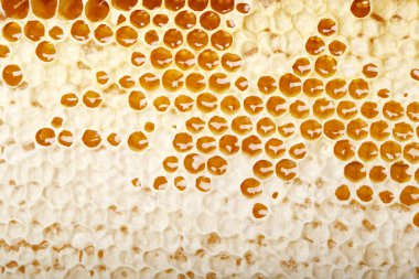 peteğin yapımında bal 